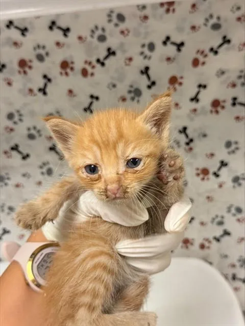 A baby small-sized male Domestic Short Hair cat named Gunnar for adoption in Riverside, CA