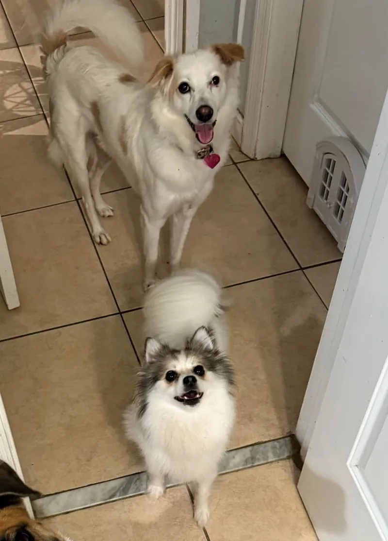 A young medium-sized male White / Cream Spitz dog named Cloud for adoption in FORT LAUDERDALE, FL