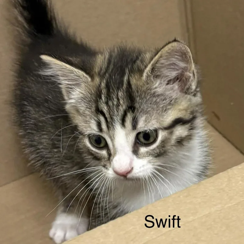 Swift