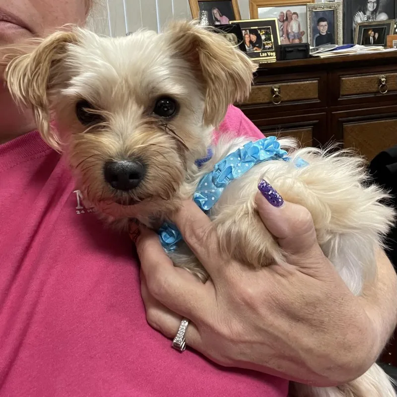 An adult small-sized male Yellow / Tan / Blond / Fawn Yorkshire Terrier dog named Jack for adoption in Martinsburg, WV