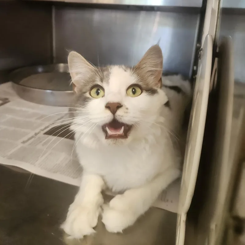A young medium-sized female White Domestic Medium Hair cat named Millie for adoption in Brockton, MA