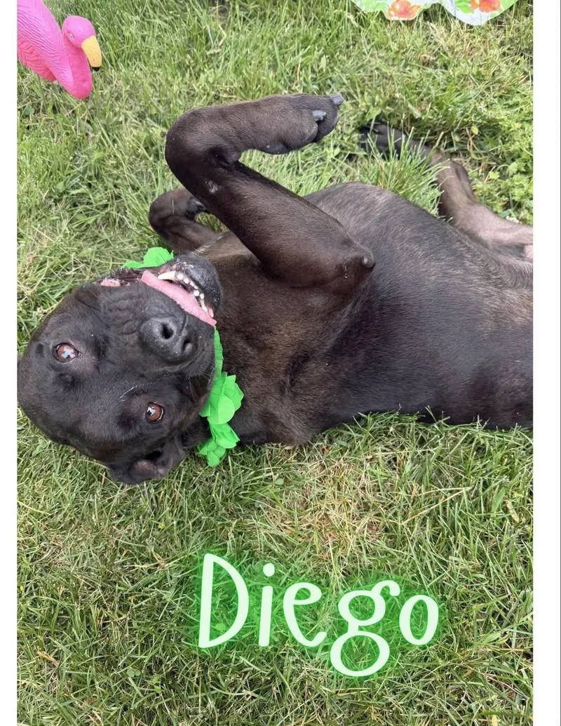 Diego
