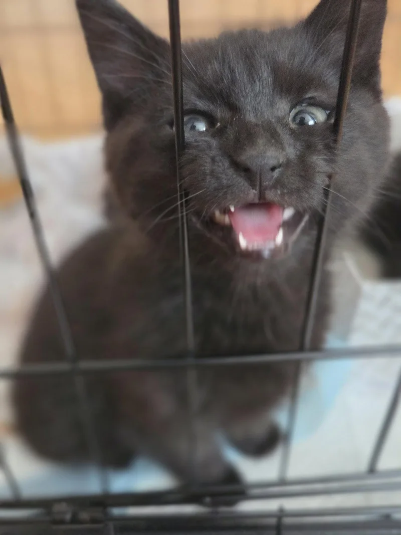 A baby medium-sized male Black Domestic Short Hair cat named Psychic for adoption in Trenton, NJ