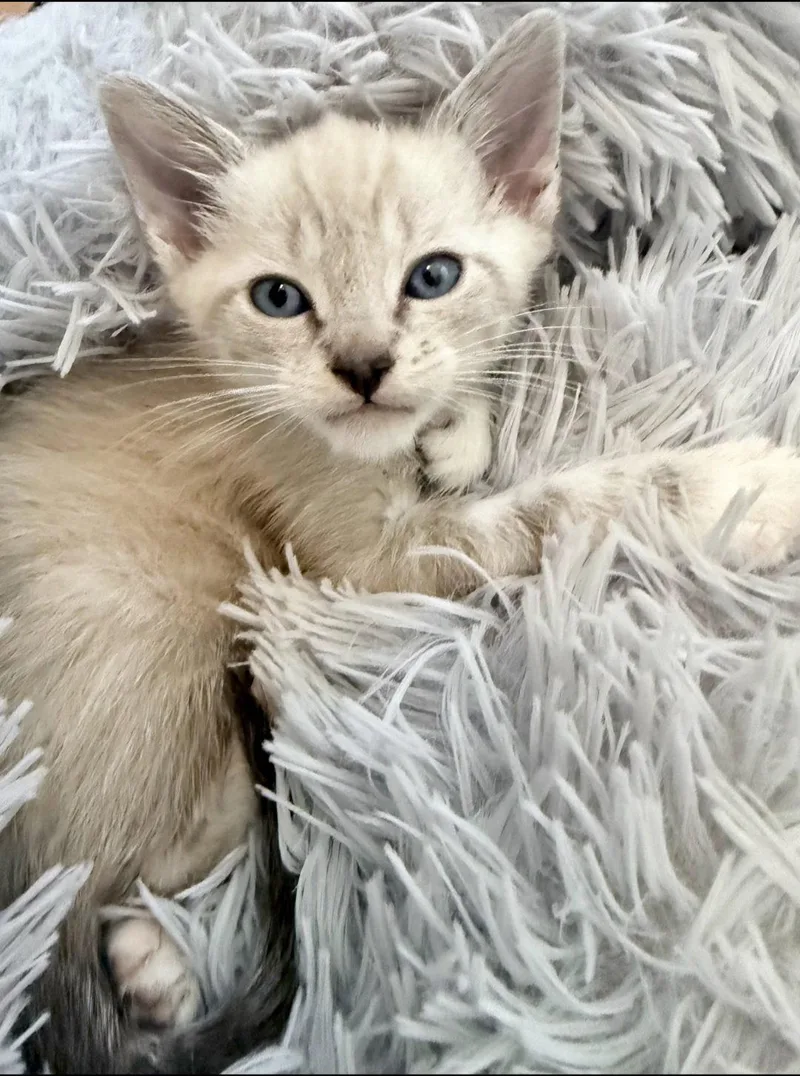 A baby medium-sized male Buff / Tan / Fawn Siamese cat named Mint for adoption in Campbell, CA