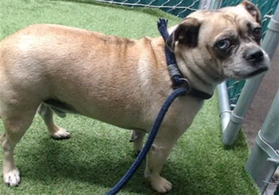 A senior medium-sized male Chihuahua dog named Mac for adoption in Downey, CA