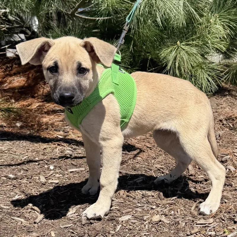 A baby medium-sized female Apricot / Beige German Shepherd Dog dog named Lily for adoption in East Hampton, NY