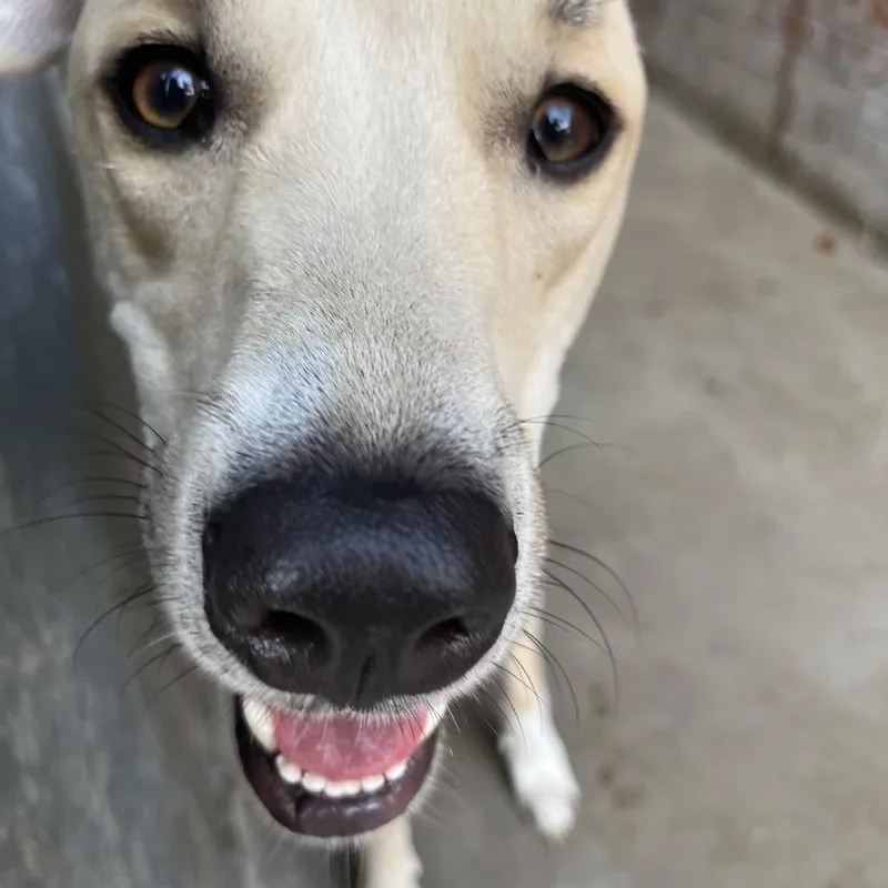 An adult medium-sized male Yellow / Tan / Blond / Fawn Anatolian Shepherd dog named Linus for adoption in South Elgin, IL
