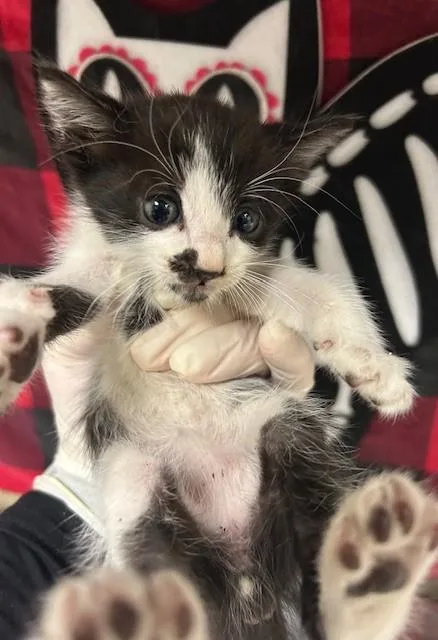 A young small-sized male Domestic Short Hair cat named Igor for adoption in Riverside, CA