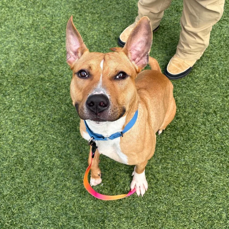 An adult medium-sized male Yellow / Tan / Blond / Fawn Mixed Breed dog named Elliot for adoption in Pittsburgh, PA