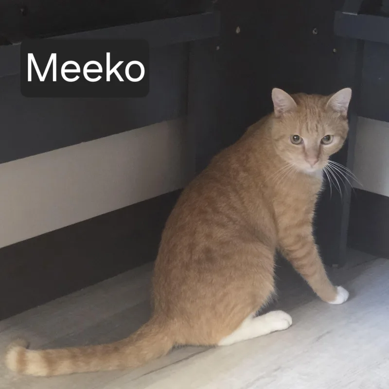 An adult medium-sized male Orange & White Domestic Short Hair cat named Meeko for adoption in SNOW HILL, NC
