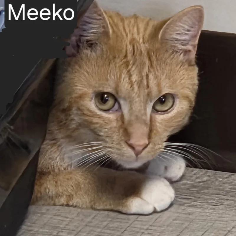 Meeko thumbnail 3