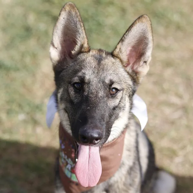 A young medium-sized female German Shepherd Dog dog named Valkyrie for adoption in San Antonio, TX