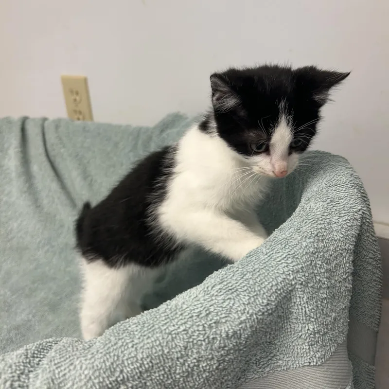 A baby medium-sized male Black & White / Tuxedo Domestic Short Hair cat named Badger for adoption in Mineral Point, WI