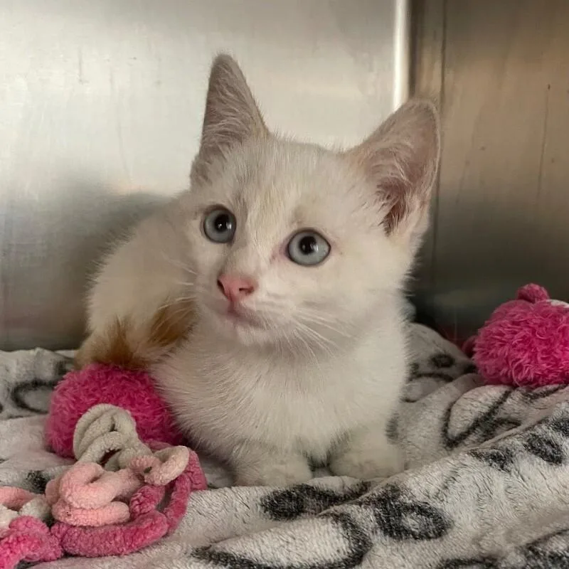 A baby medium-sized female Domestic Short Hair cat named Caterpillar for adoption in Roanoke, VA