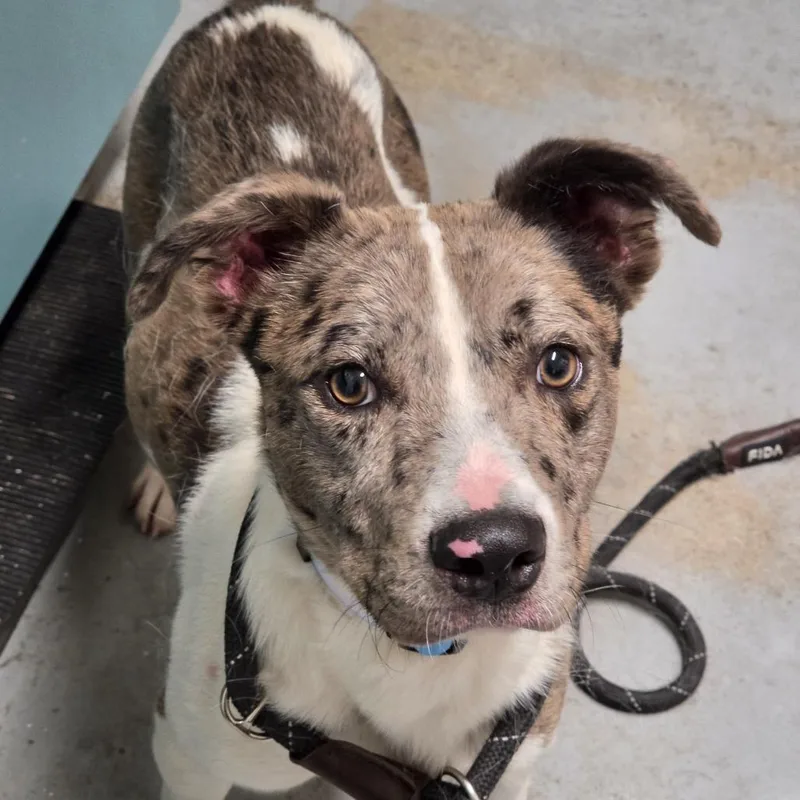 A young small-sized male Gray / Blue / Silver Mixed Breed dog named Bug for adoption in Troy, IL