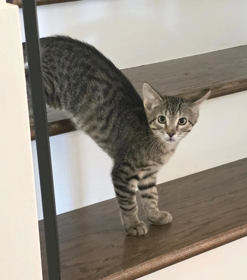 A baby medium-sized male Tabby (Brown / Chocolate) Tabby cat named Whirleybird for adoption in Bentonville, AR
