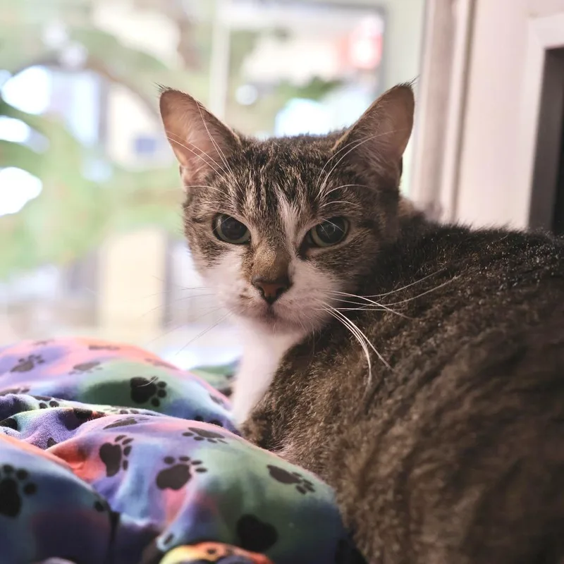 An adult medium-sized female White Domestic Short Hair cat named Tatcha for adoption in Briarcliff Manor, NY