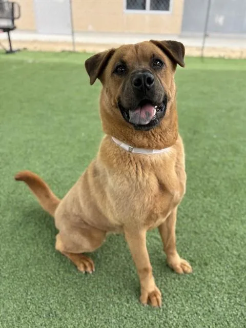 An adult large-sized female Chow Chow dog named Wilder for adoption in Castaic, CA