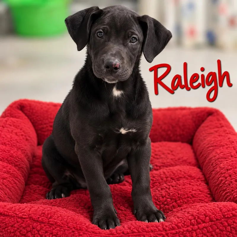A young medium-sized female Black Labrador Retriever dog named Raleigh for adoption in Momence, IL