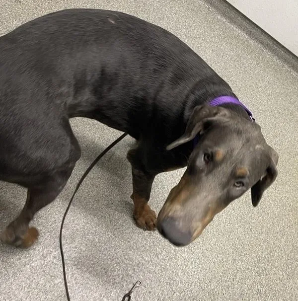 A young extra large-sized male Doberman Pinscher dog named Baguette for adoption in Escondido, CA