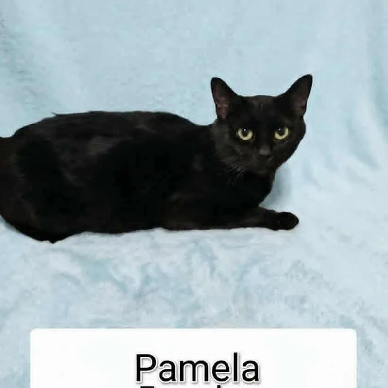 A young medium-sized female Black Bombay cat named Pamela for adoption in Wyandotte, MI