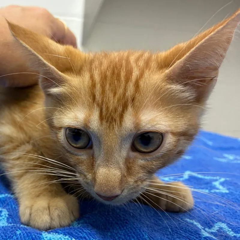 A baby small-sized male Domestic Short Hair cat named Parakeet for adoption in Corpus Christi, TX