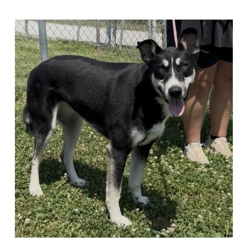 A young large-sized female Husky dog named Diamond for adoption