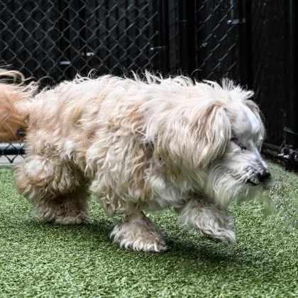 A senior small-sized male Maltese dog named Tumbleweed for adoption in Bellevue, WA