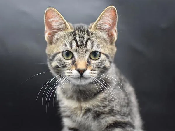 A baby small-sized male Domestic Short Hair cat named Blue for adoption in Portland, OR