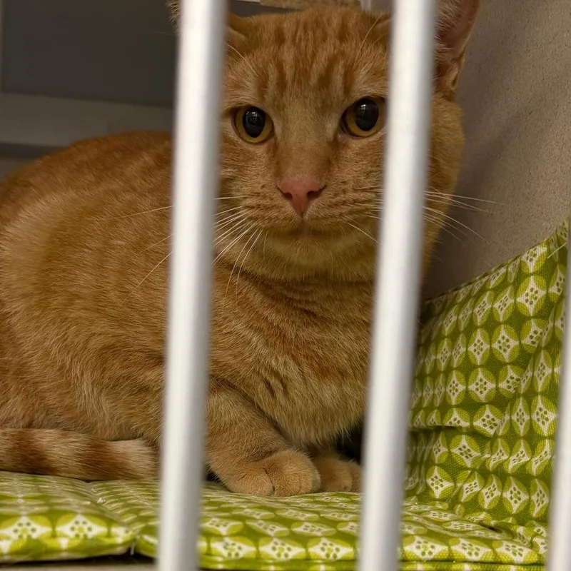An adult medium-sized male Domestic Short Hair cat named Punky for adoption in Durango, CO