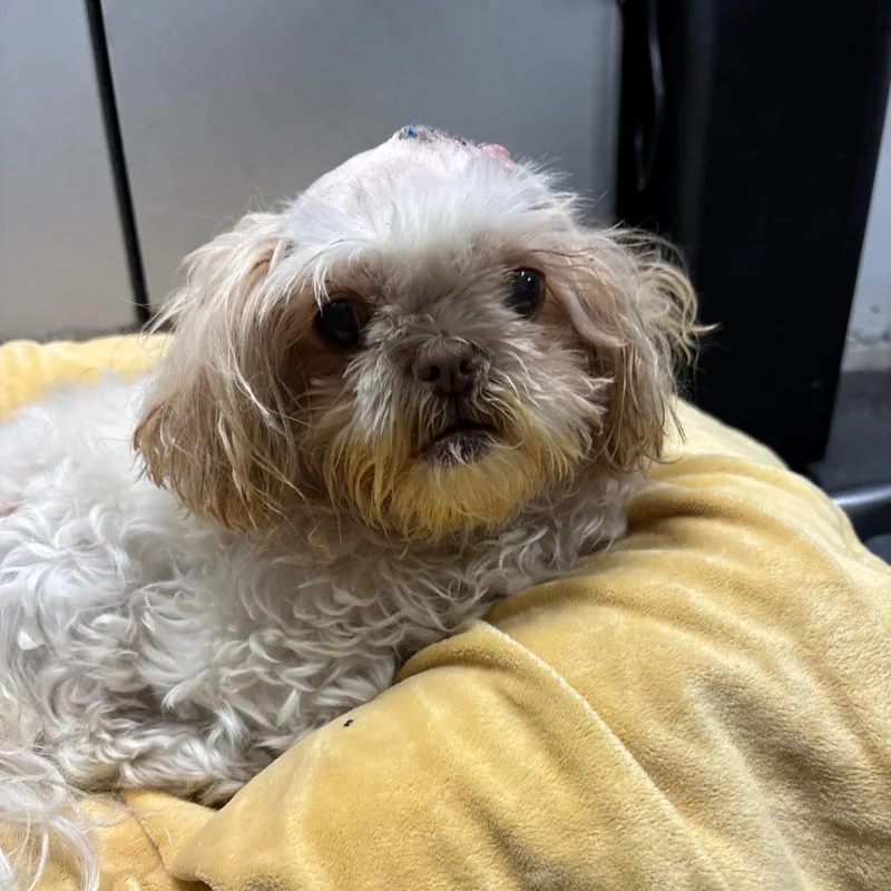 A senior small-sized male Shih Tzu dog named Apollo for adoption in Los Angeles, CA