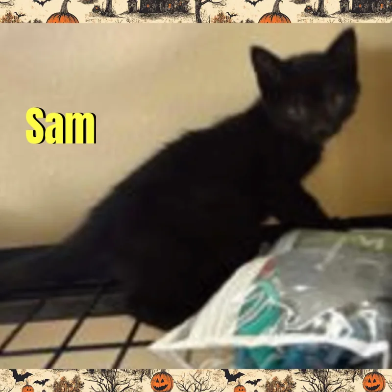A baby medium-sized male Domestic Medium Hair cat named Sam for adoption in Red Lodge, MT