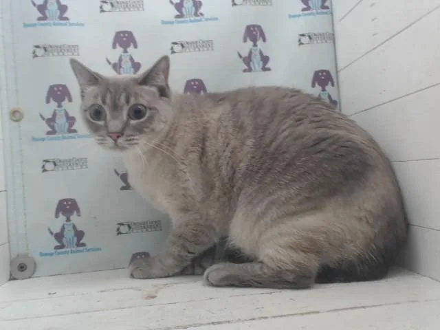 An adult small-sized female Siamese cat named Sugar Bear for adoption in Orlando, FL