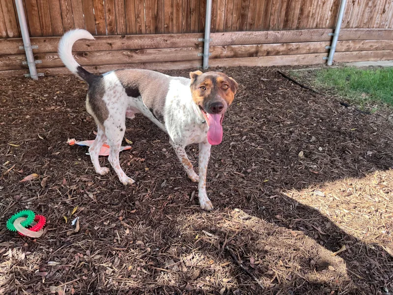 An adult medium-sized male Australian Shepherd dog named Ranger A for adoption in Plano, TX