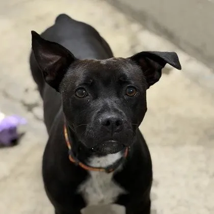 A baby large-sized male American Staffordshire Terrier dog named Walkie Talkie for adoption in Sacramento, CA