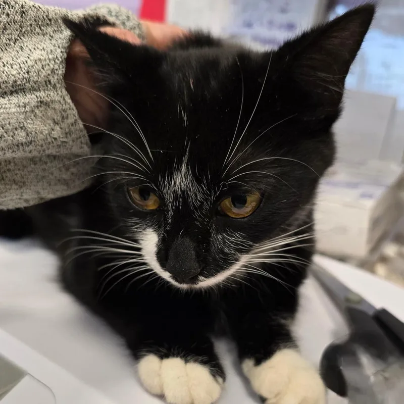 A young small-sized female Black Domestic Short Hair cat named Stunk for adoption in Madisonville, TN
