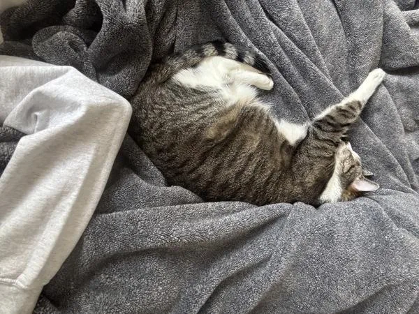 An adult large-sized female Domestic Short Hair cat named Lily for adoption in New York, NY