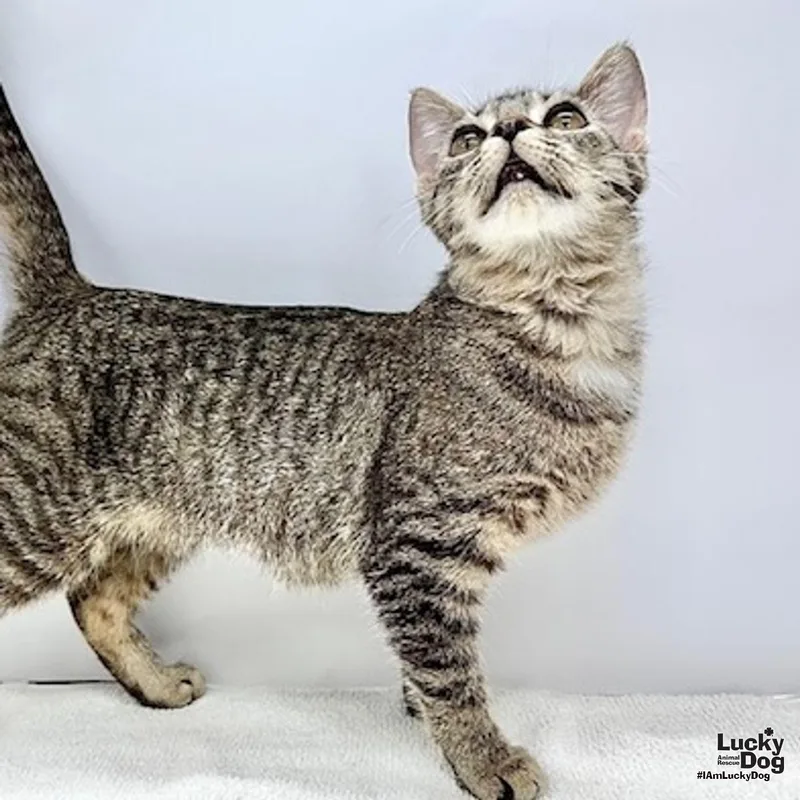 A baby medium-sized female Domestic Short Hair cat named Hilda for adoption in Washington, DC