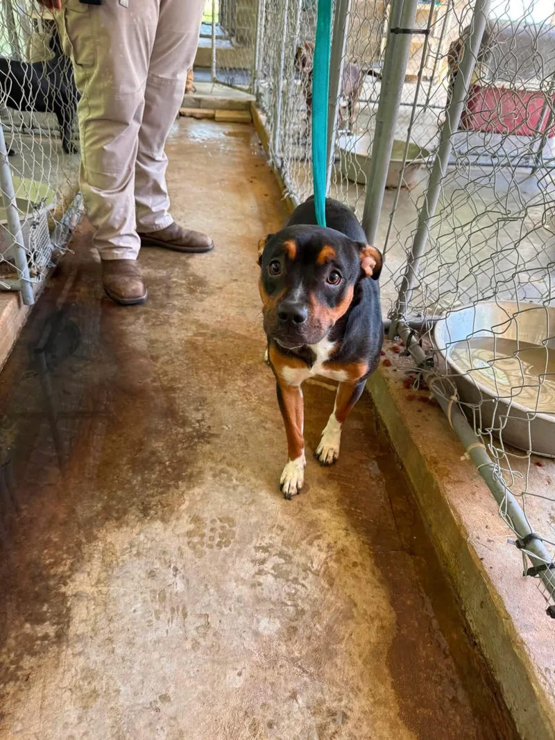 A young medium-sized female Mixed Breed dog named Blair for adoption in Ozark, AL