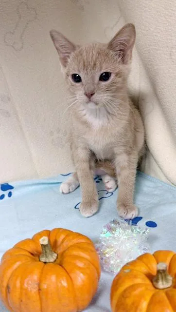 A baby medium-sized female Buff & White Domestic Short Hair cat named Birdy for adoption in Lake Monroe, FL