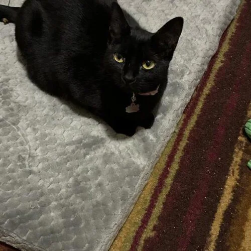 A baby medium-sized female Black Domestic Short Hair cat named Caitlyn for adoption in Tampa, FL