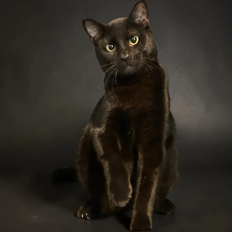 A young medium-sized male Black Domestic Short Hair cat named Pico for adoption in Tulsa, OK