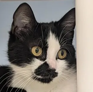 A young large-sized female Black & White / Tuxedo Domestic Short Hair cat named Dolly for adoption in Ithaca, NY