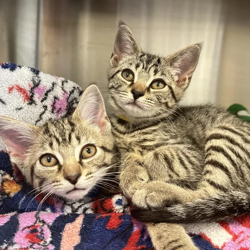 A baby small-sized female Gray / Blue / Silver Domestic Short Hair cat named Cheese Fries for adoption in Franklin, TN