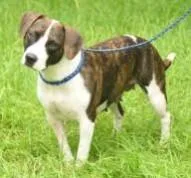 An adult medium-sized female Beagle dog named Lila Bell for adoption in Kansas City, MO