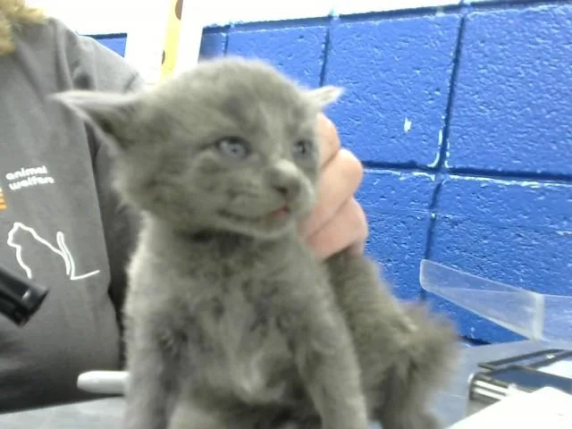A baby small-sized male Domestic Short Hair cat named Smoothie for adoption in Albuquerque, NM