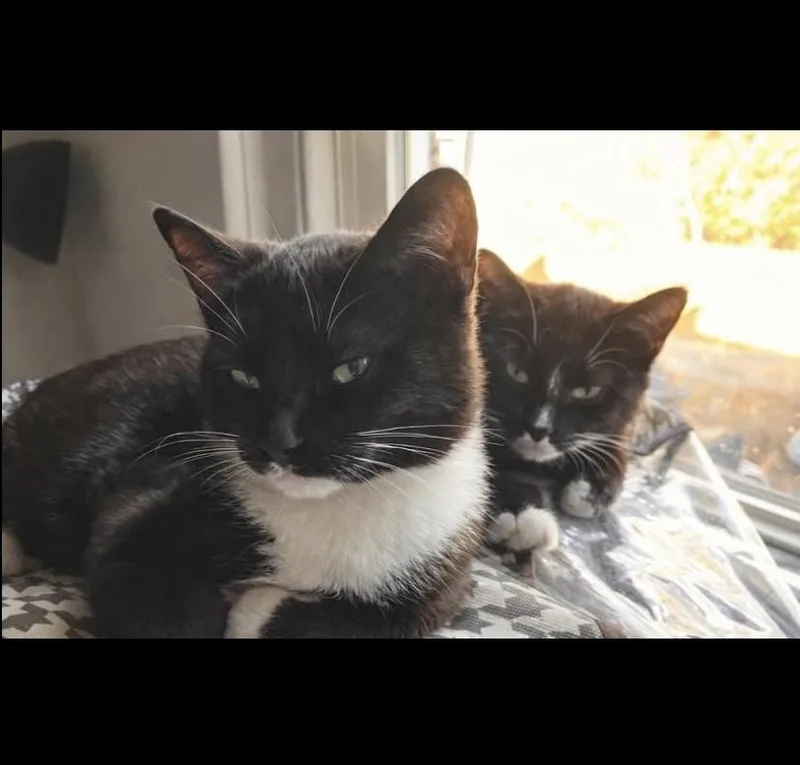 Apple Bears thumbnail 2