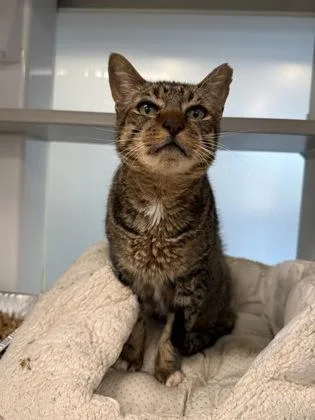 An adult small-sized male Domestic Short Hair cat named Chickie for adoption in Atlanta, GA