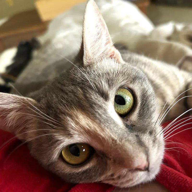 A young medium-sized female Tabby (Gray / Blue / Silver) Tabby cat named Sora for adoption in Smithfield, NC