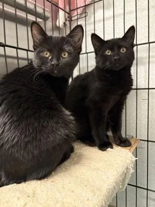 Licorice thumbnail 2